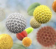 Pollen2